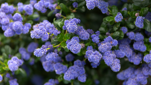 Close up view of blue ceanothus flowers.